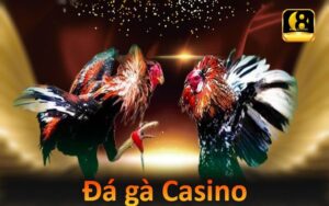 Đá gà Casino - Hình thức chọi kê siêu hấp dẫn và thú vị trên 888B 4 Đá gà Casino