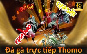 Đá gà trực tiếp Thomo mới nhất hôm nay trên 888B 2 Đá gà trực tiếp Thomo