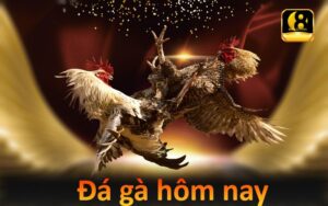 Đá gà hôm nay trực tuyến: cách xem và link theo dõi uy tín 5 Xem đá gà hôm nay